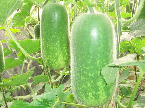 秋香吃瓜视频大全,笑料横生,欢乐无限 第1张 秋香吃瓜视频大全,笑料横生,欢乐无限 第1张